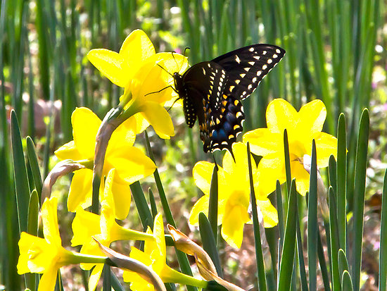 Daffodils and butterflies